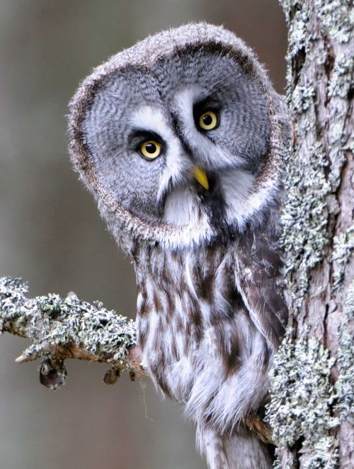 Great Grey Owl Strix nebulosa